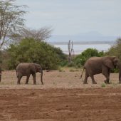  Lake Manyara, TZ